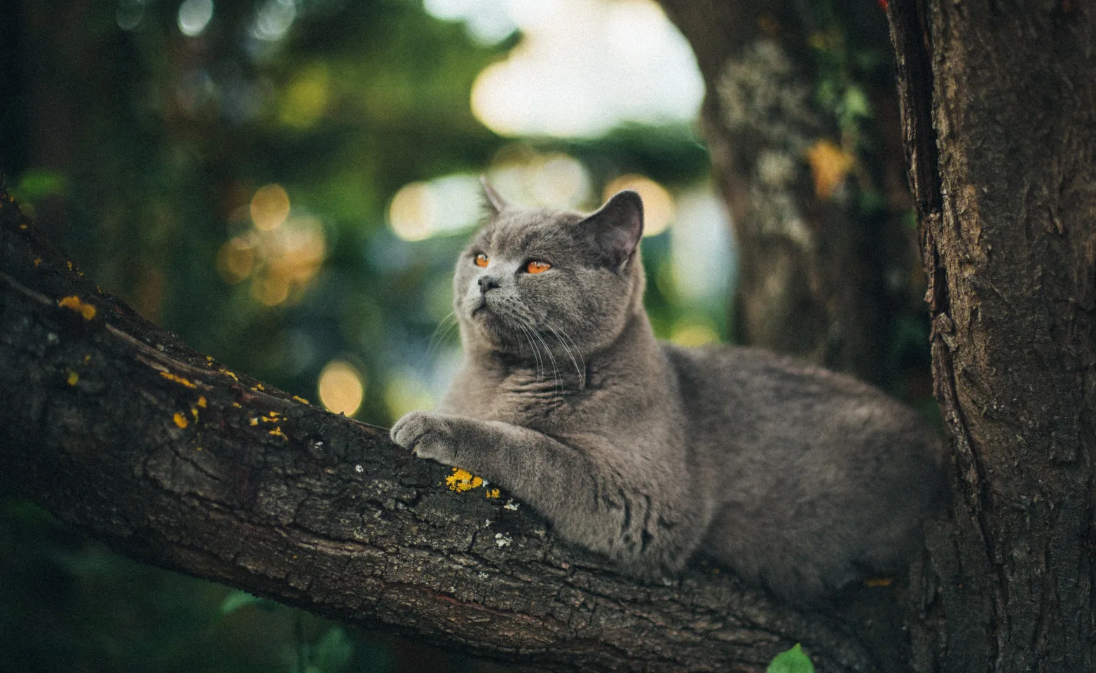 Cat sitting in tree Cat sitting in tree