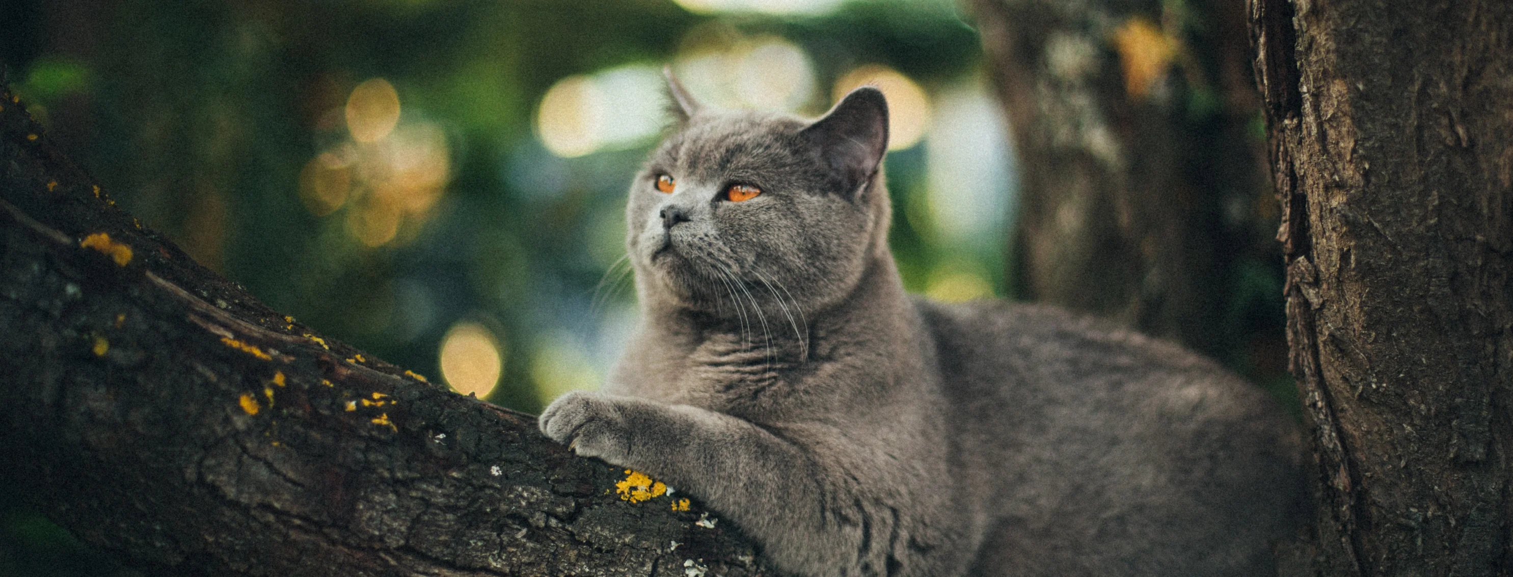 Cat sitting in tree