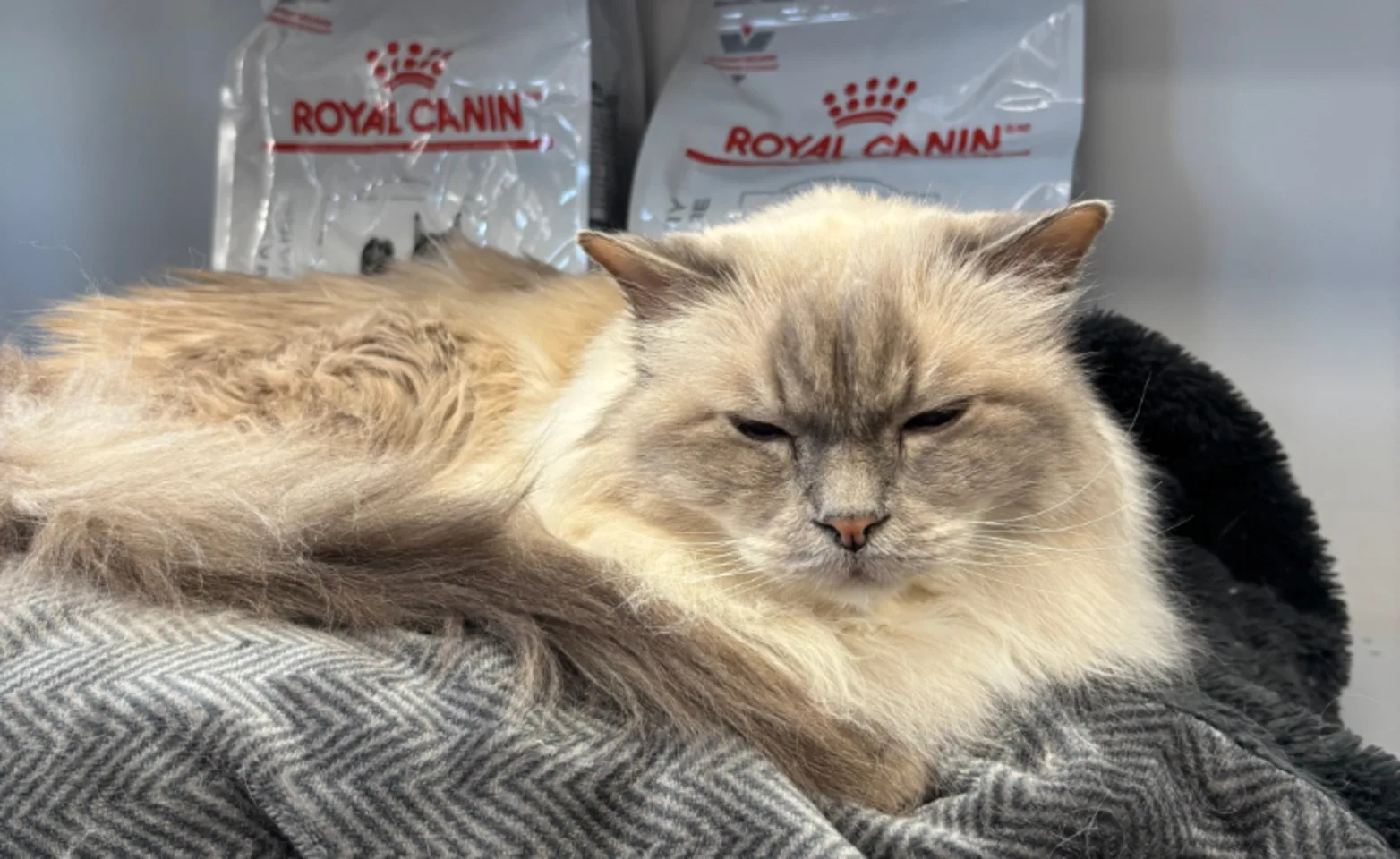Sleepy Cat Next to RoyalCanin Bags Sleepy Cat Next to RoyalCanin Bags