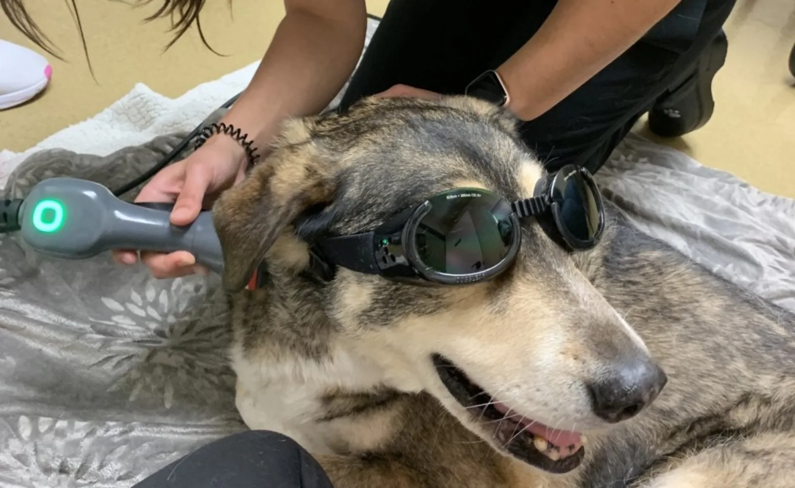  Pima North Animal Hospital 0129 - Laser Therapy Dog