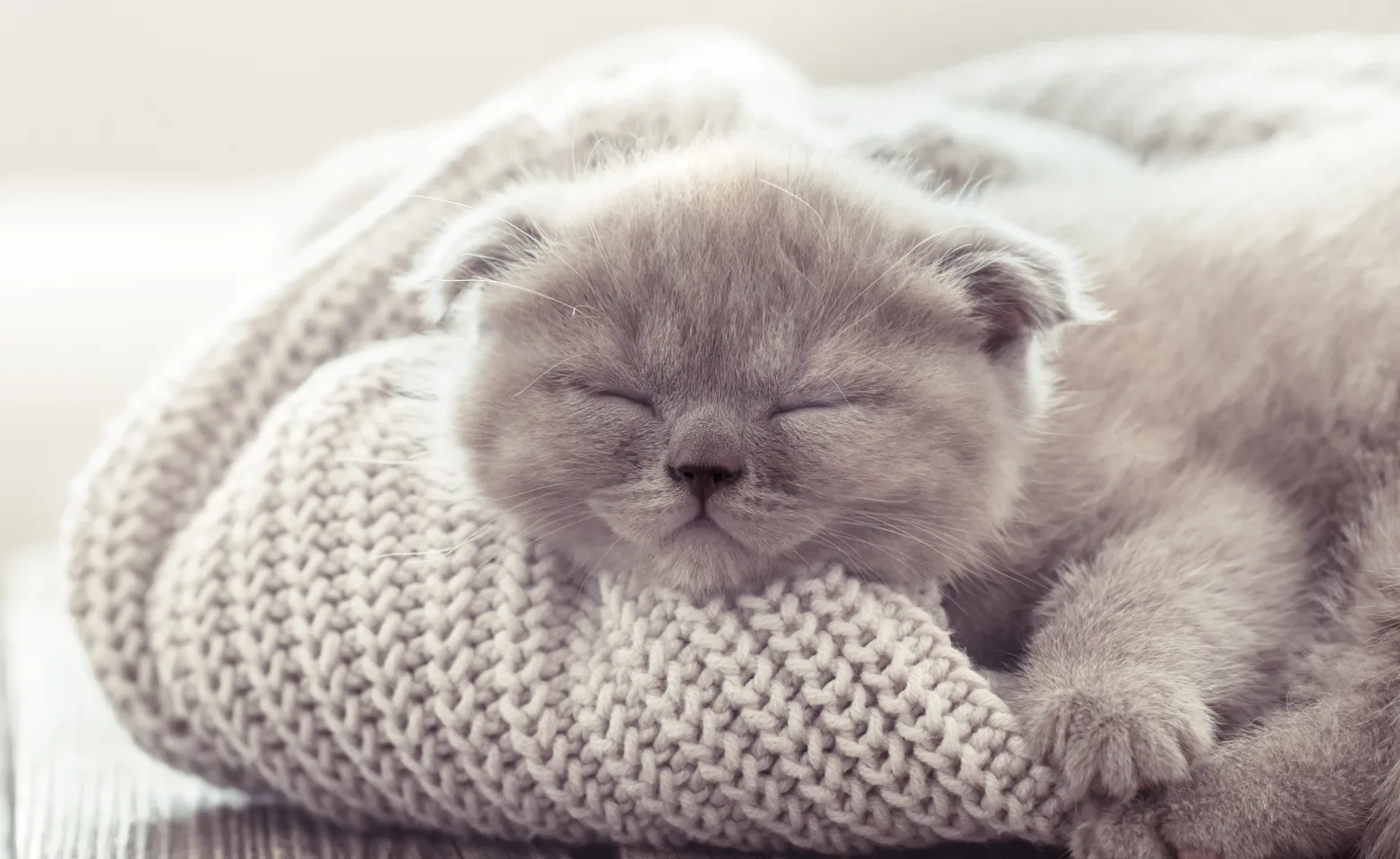 Kitten asleep on a sweater Kitten asleep on a sweater