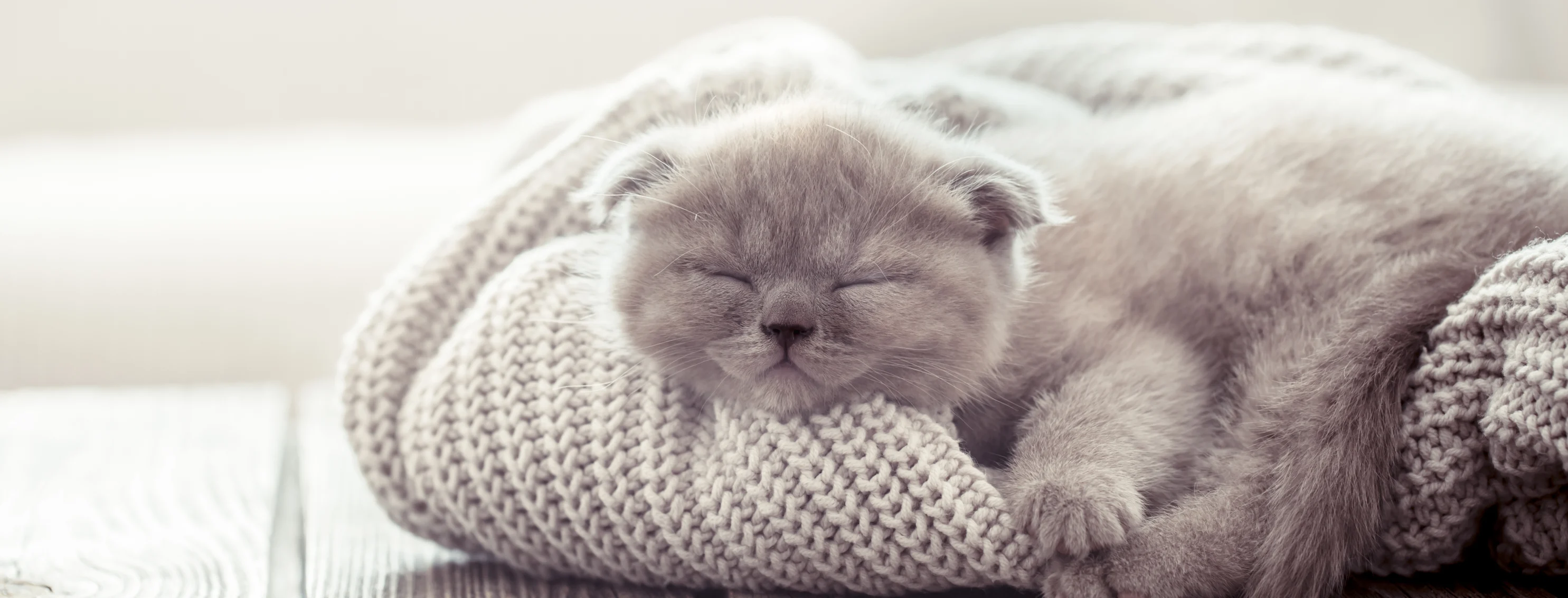 Kitten asleep on a sweater