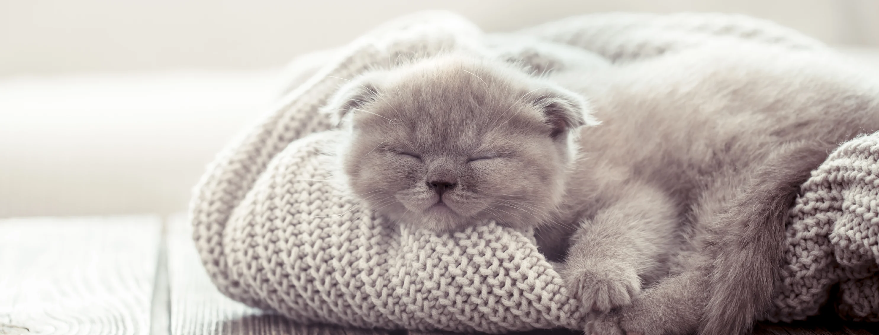 Kitten asleep on a sweater Kitten asleep on a sweater
