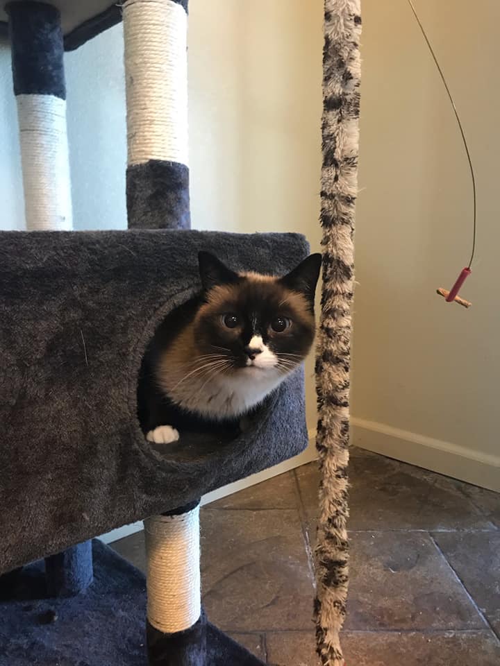 Cat on cat condo