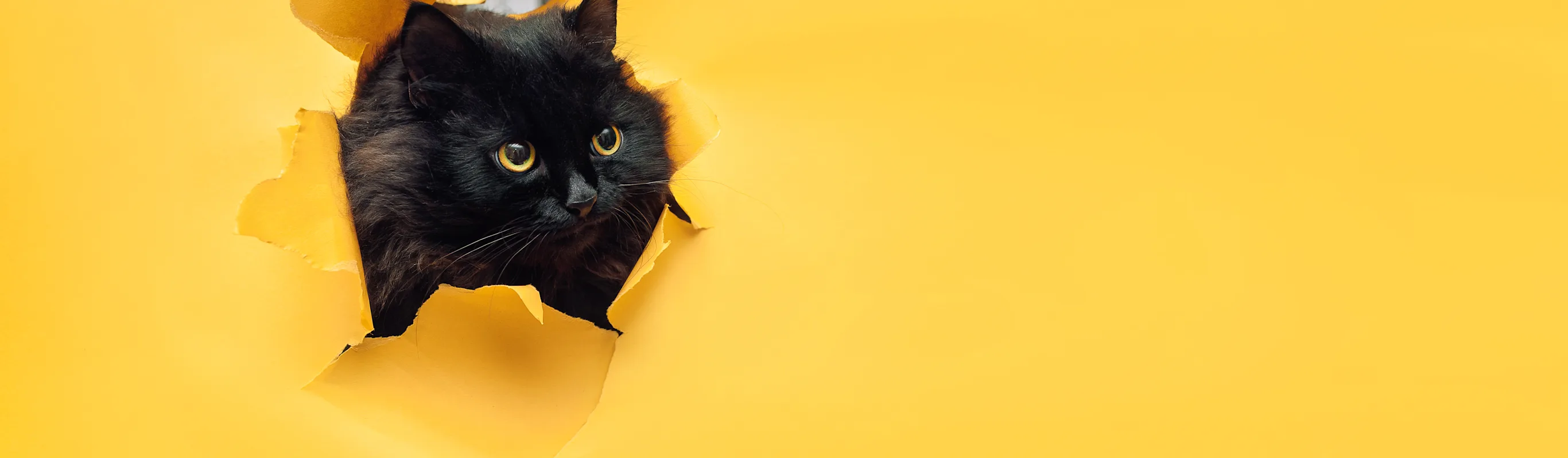black cat popping out of a yellow paper wall black cat popping out of a yellow paper wall
