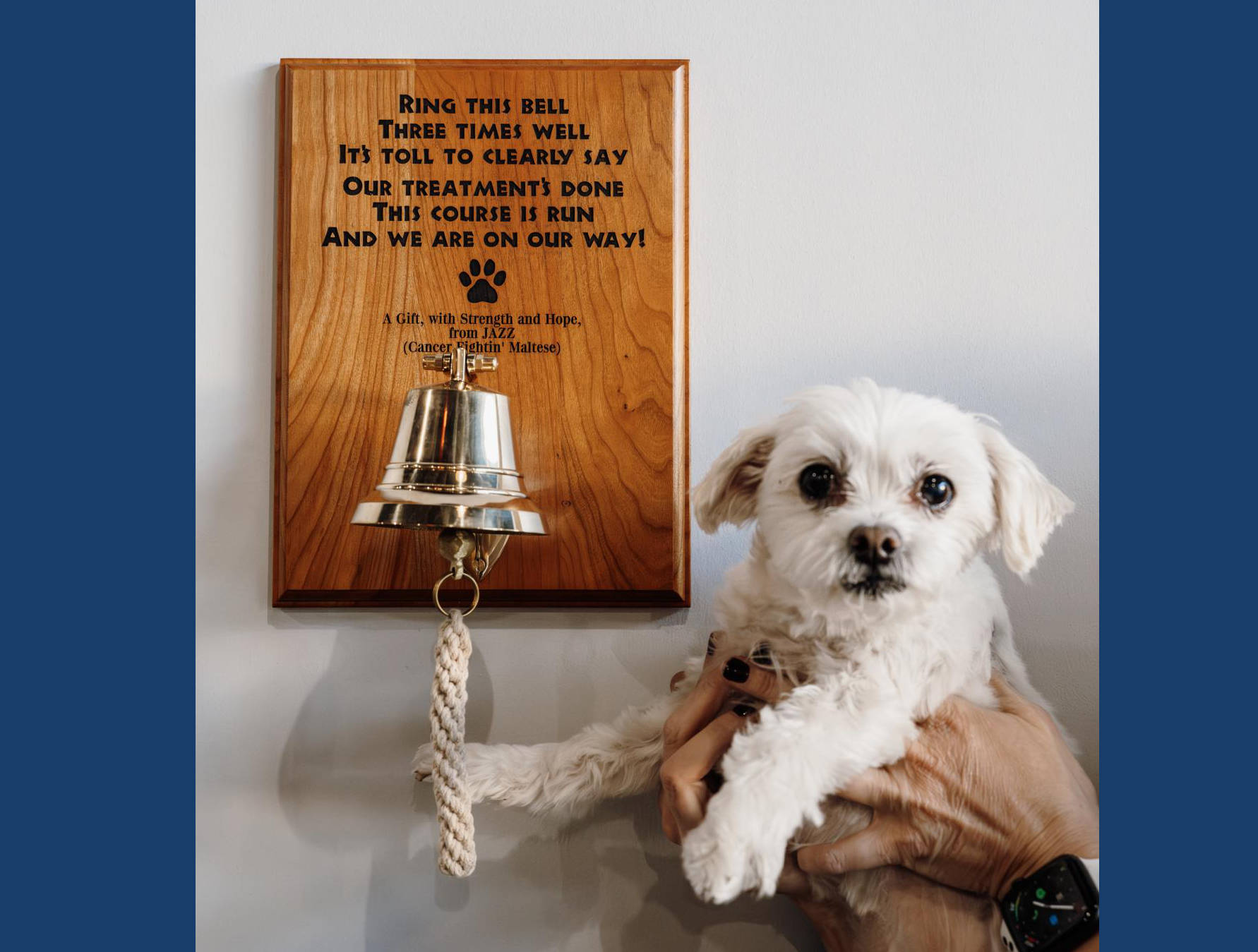 White Maltese being held in front of a bell.