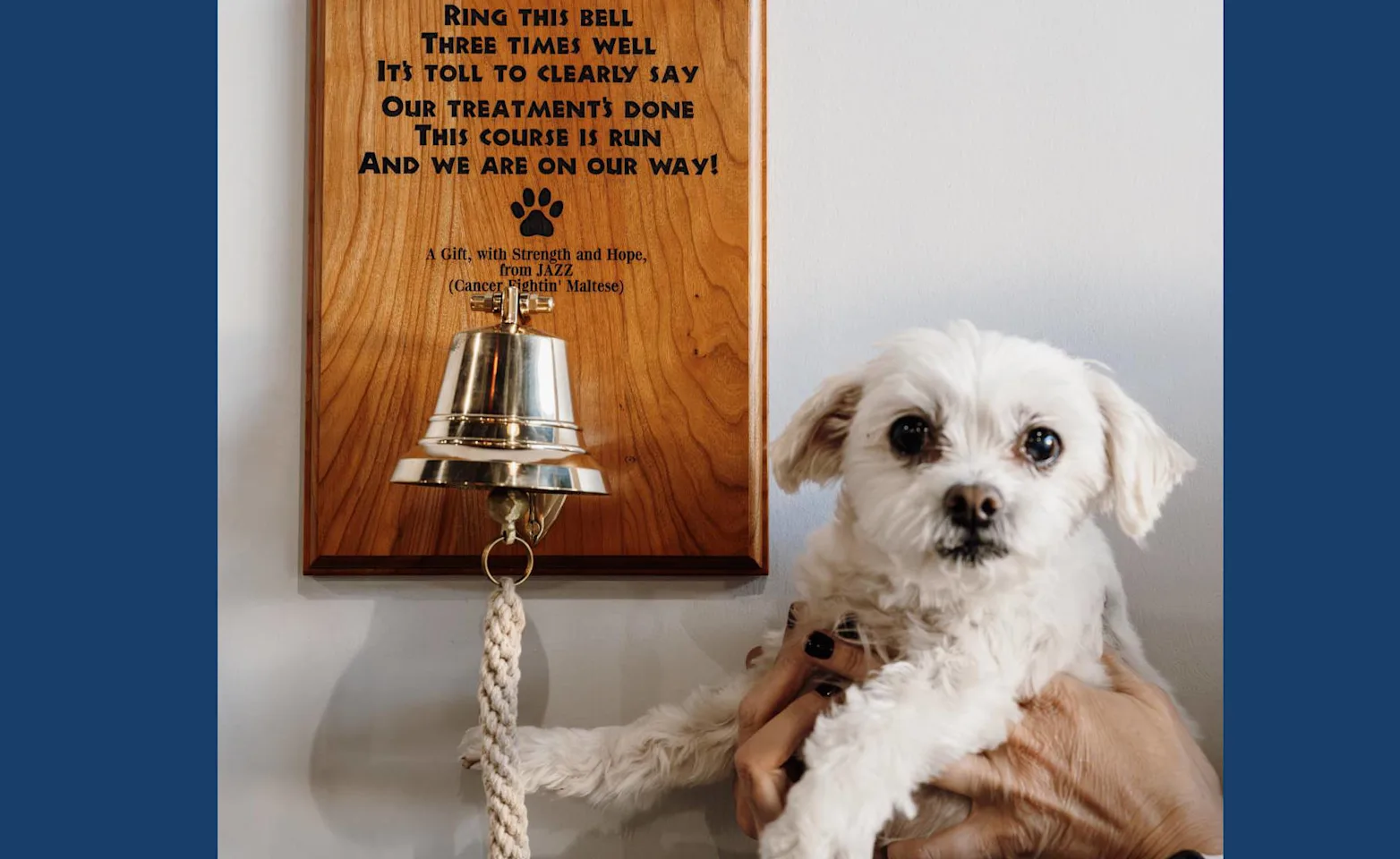 White Maltese being held in front of a bell. White Maltese being held in front of a bell.