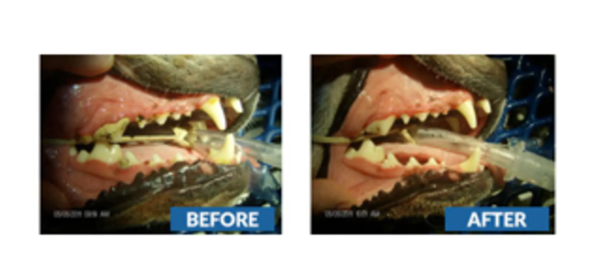 Canine Teeth view of before and after dental work.