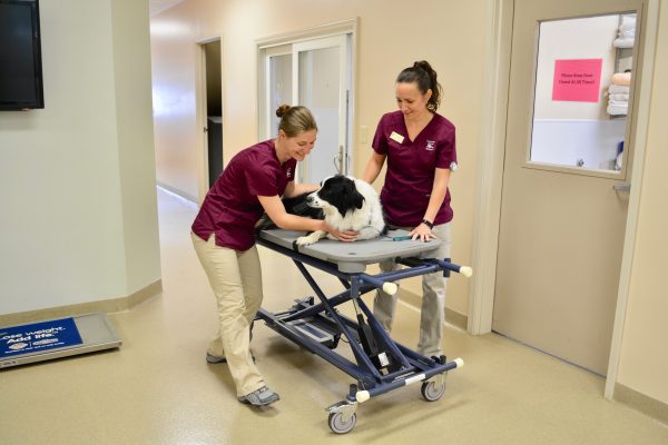 Two staff members with a black and white dog at Companion Animal Hospital