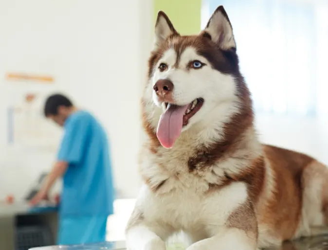 Husky dog in clinic