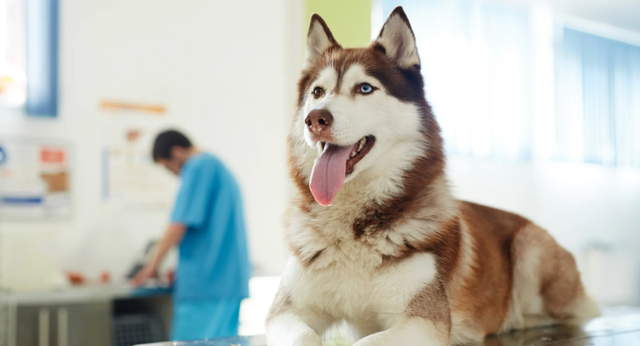 Husky dog in clinic Husky dog in clinic