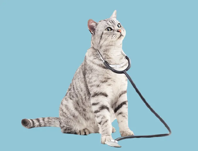 Cat with stethoscope Cat with stethoscope