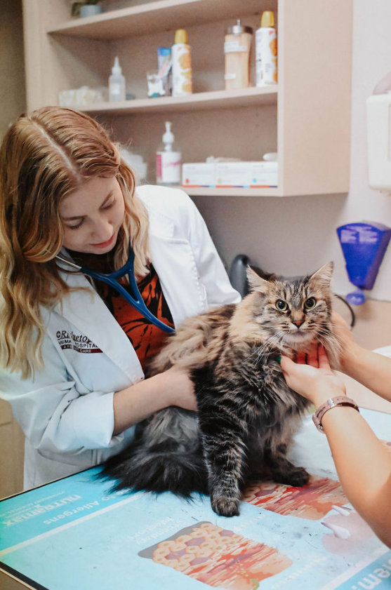 Doctor examining a cat