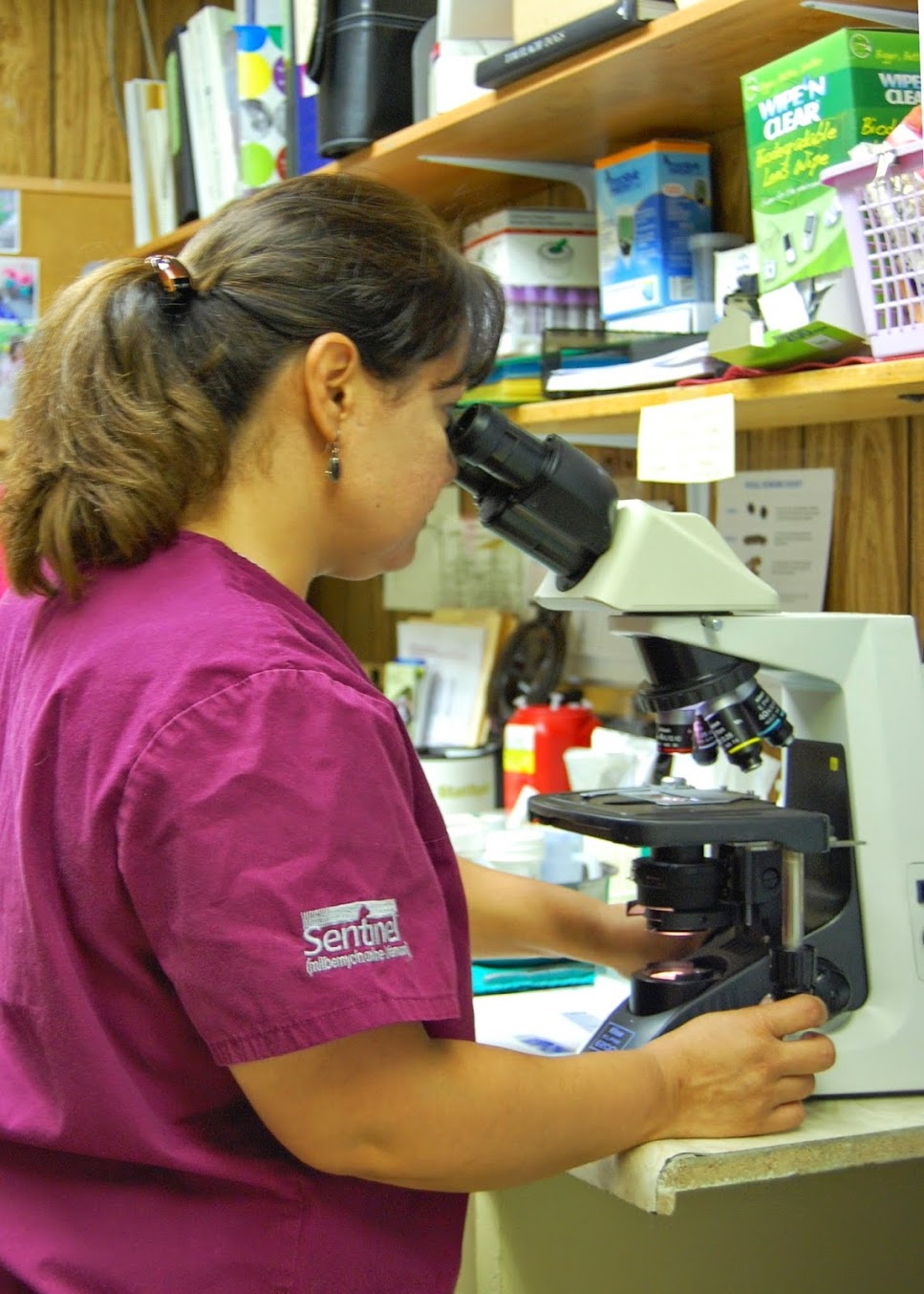 Vet looking in microscope