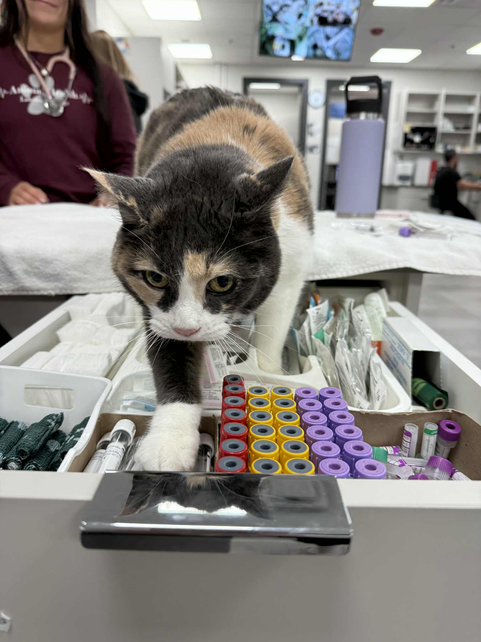 Calico cat walking on hospital table