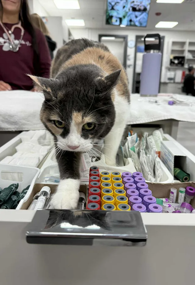 Calico cat walking on hospital table Calico cat walking on hospital table