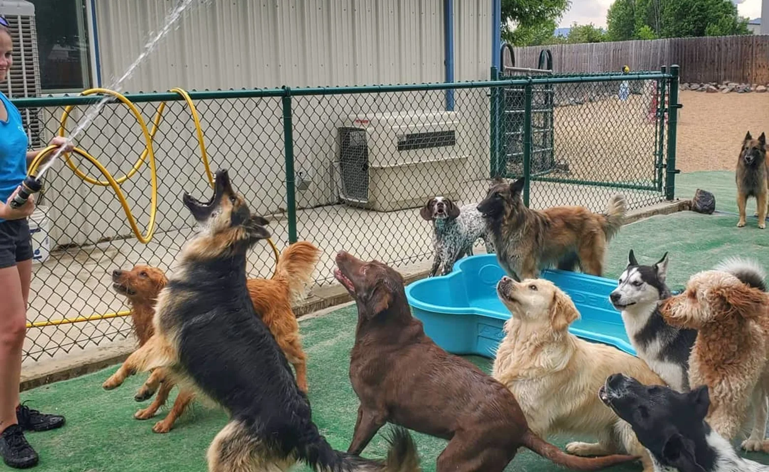 Dogs playing with hose Dogs playing with hose