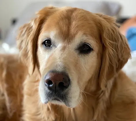 A dog sitting down A dog sitting down