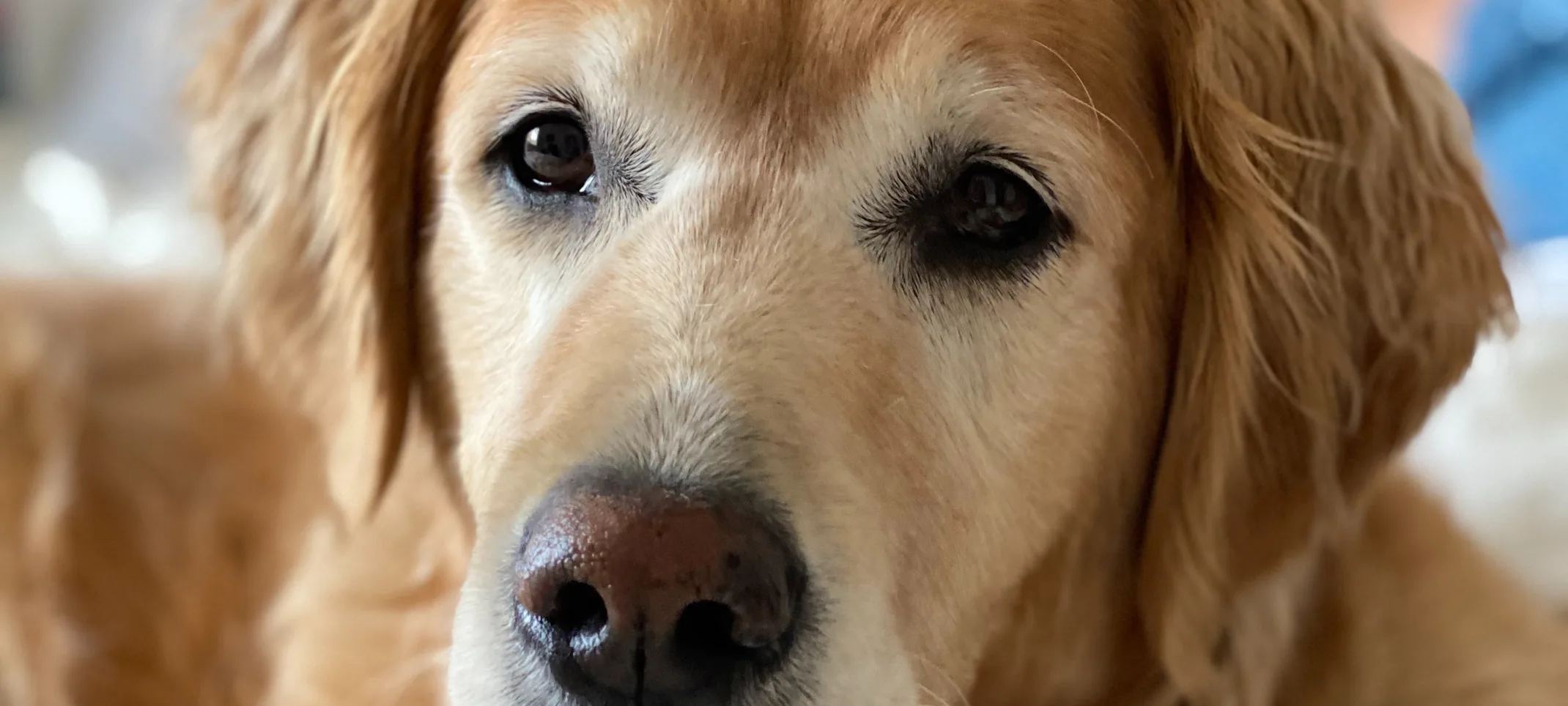 A dog sitting down A dog sitting down