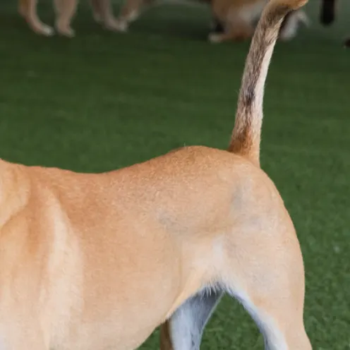 Dogs walking around Dogs walking around