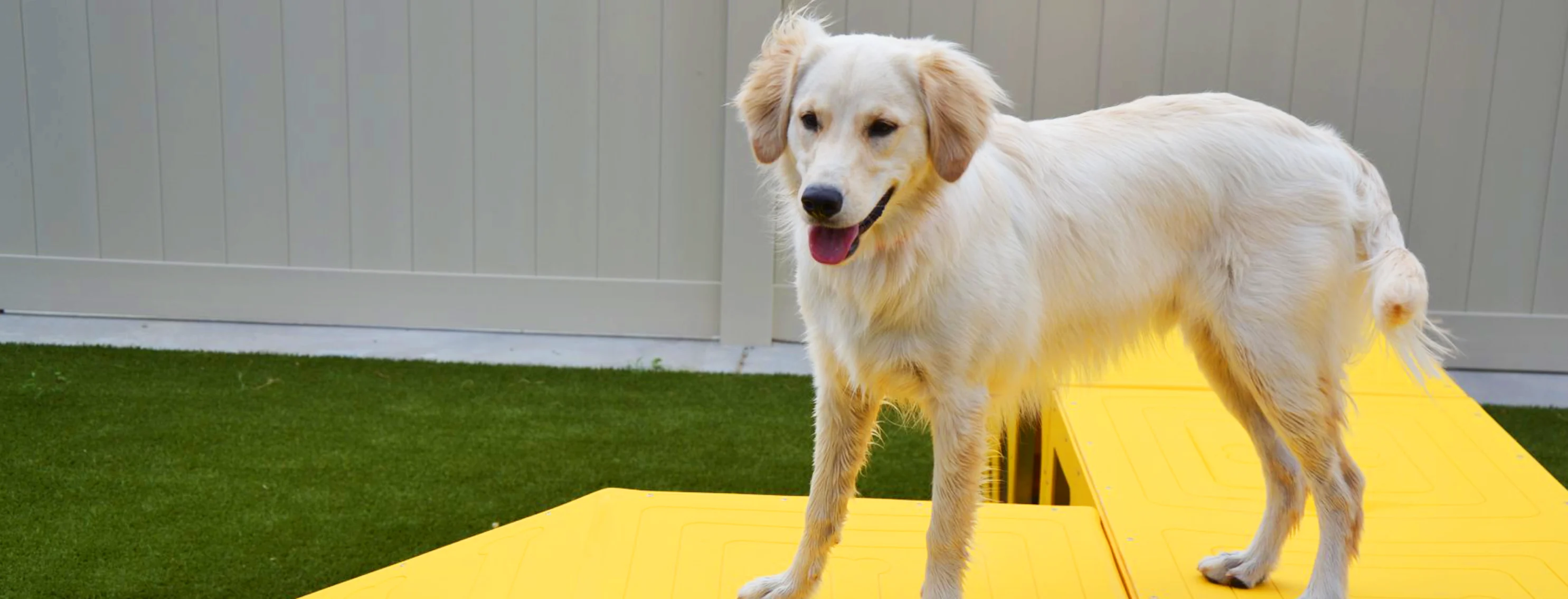 Dog on yellow play area Dog on yellow play area