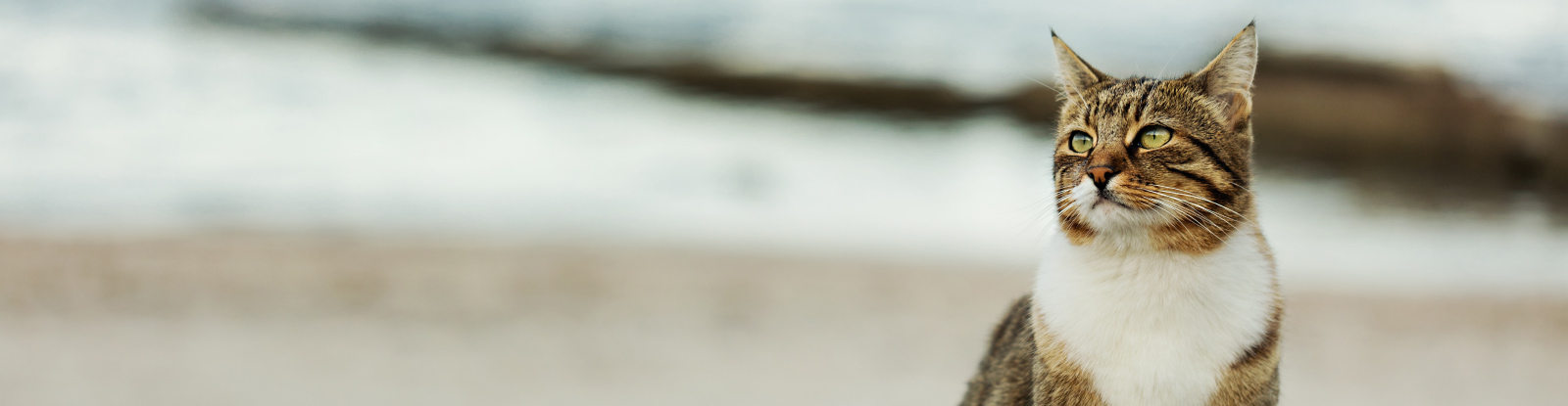 Tabby cat on beach
