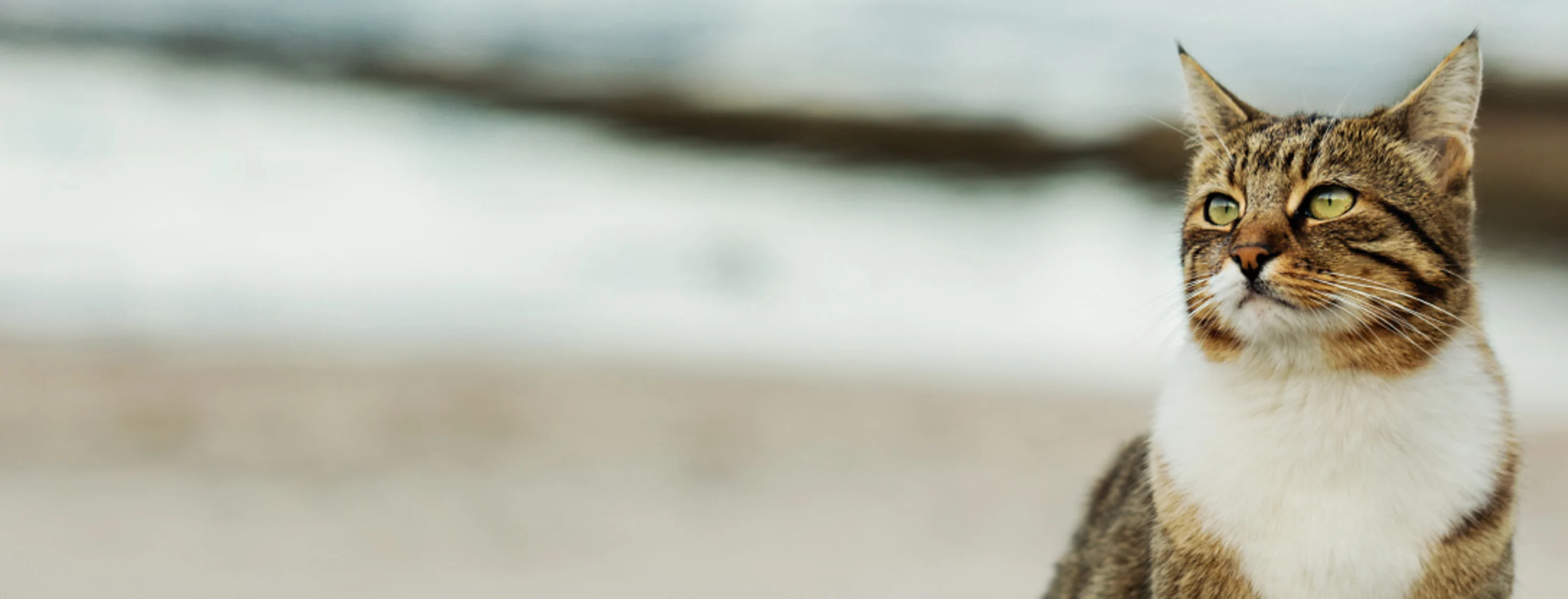 Tabby cat on beach Tabby cat on beach