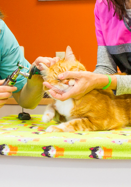 Orange cat on yellow table receiving ear care