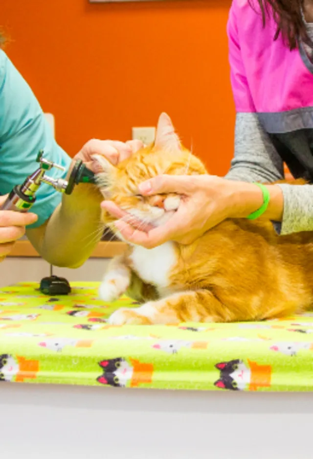 Orange cat on yellow table receiving ear care