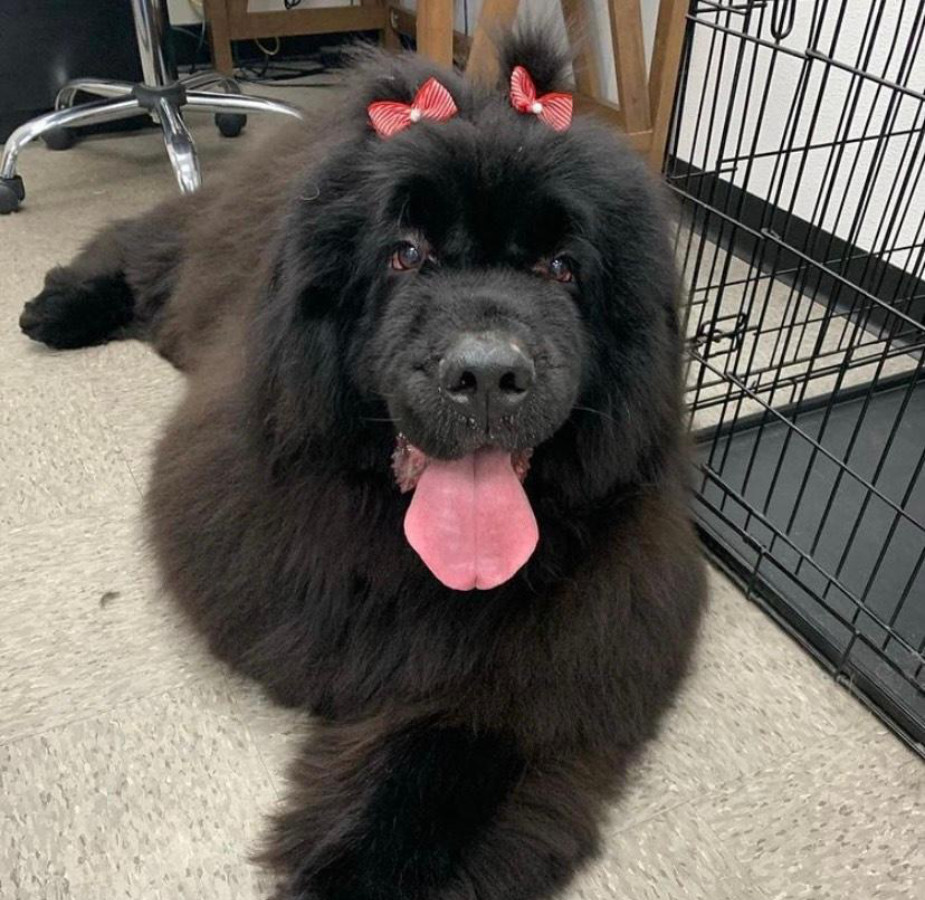 Large dog laying with tongue out and two red bows on its head
