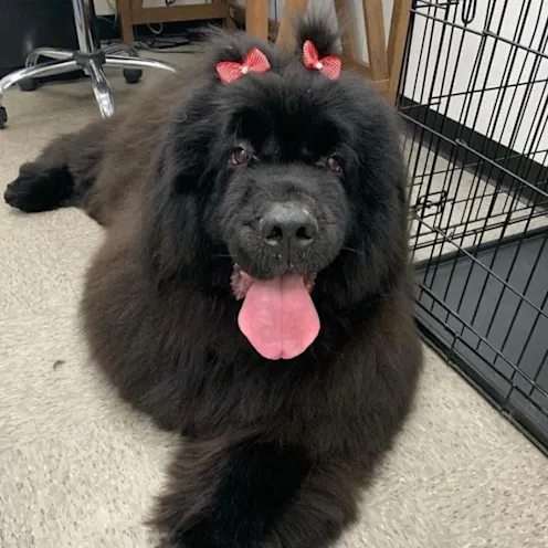 Large dog laying with tongue out and two red bows on its head Large dog laying with tongue out and two red bows on its head