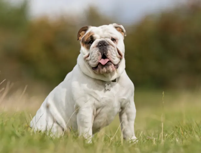 A white and brown Bulldog sitting in a grassy area