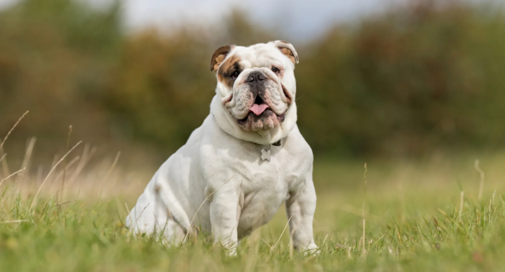 A white and brown Bulldog sitting in a grassy area