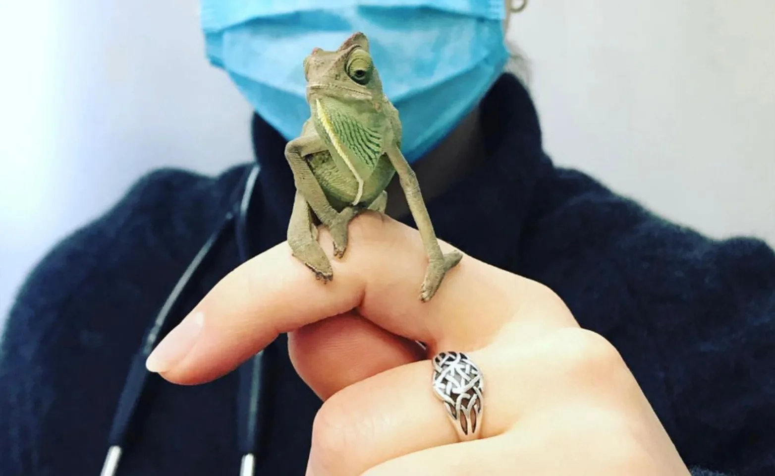 Doctor with mask on holding green chameleon on her finger
