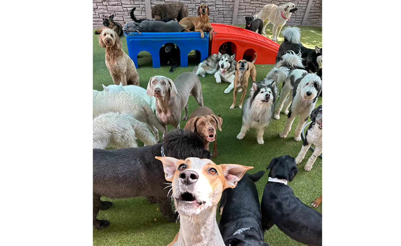 Dogs playing in big group Dogs playing in big group