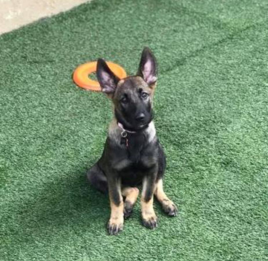 German Shepard sitting on grass
