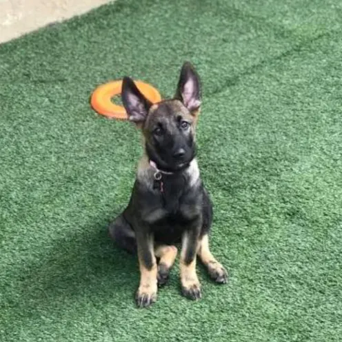 German Shepard sitting on grass German Shepard sitting on grass