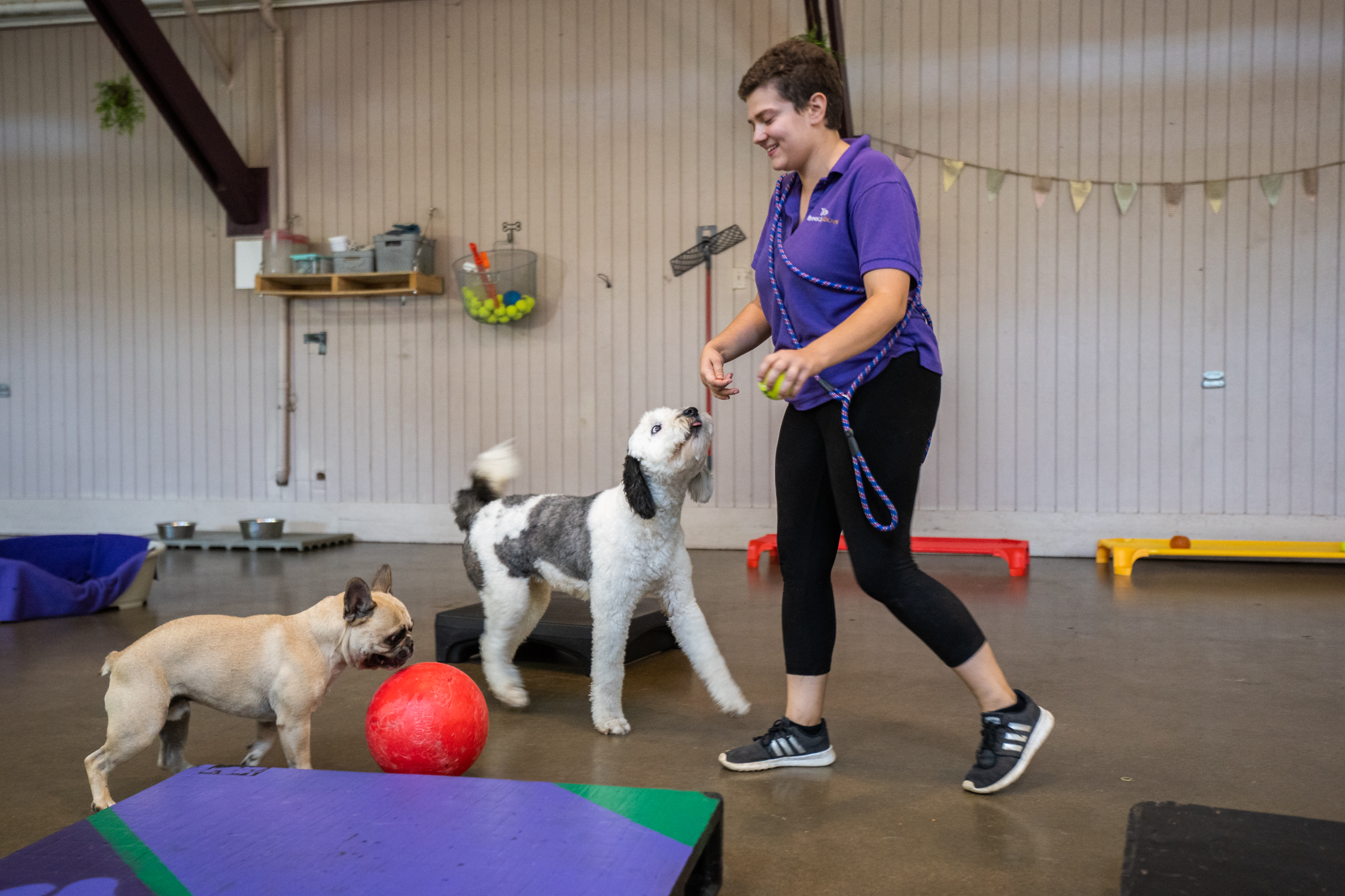  Breed Above Puppy Training
