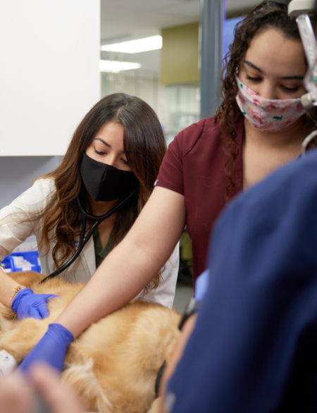 Vets tending to golden retriever on exam table
