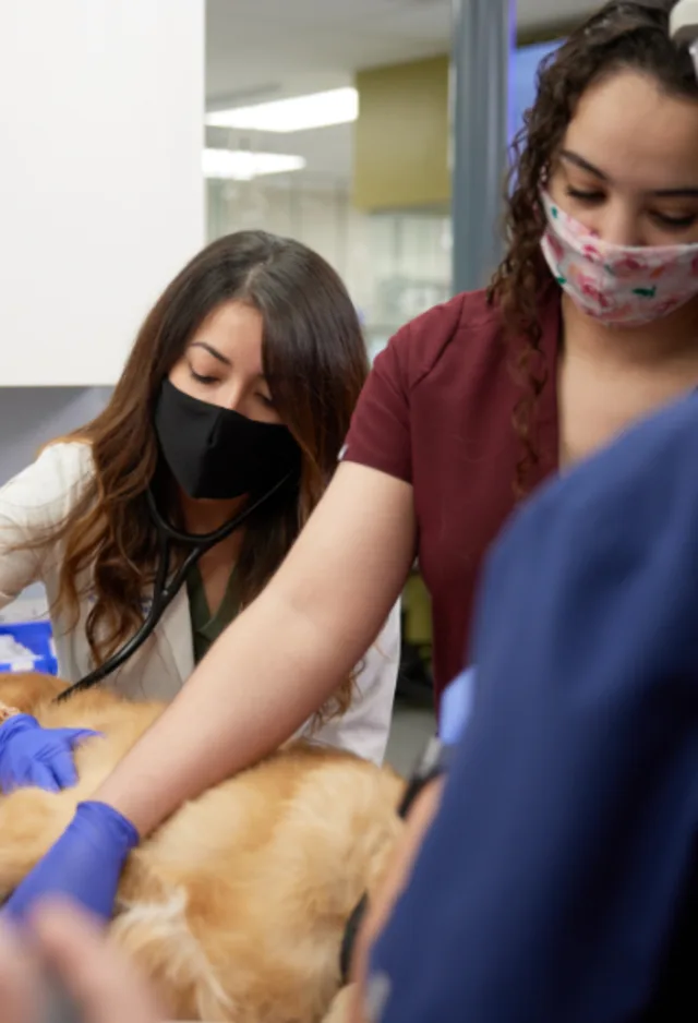 Vets tending to golden retriever on exam table Vets tending to golden retriever on exam table