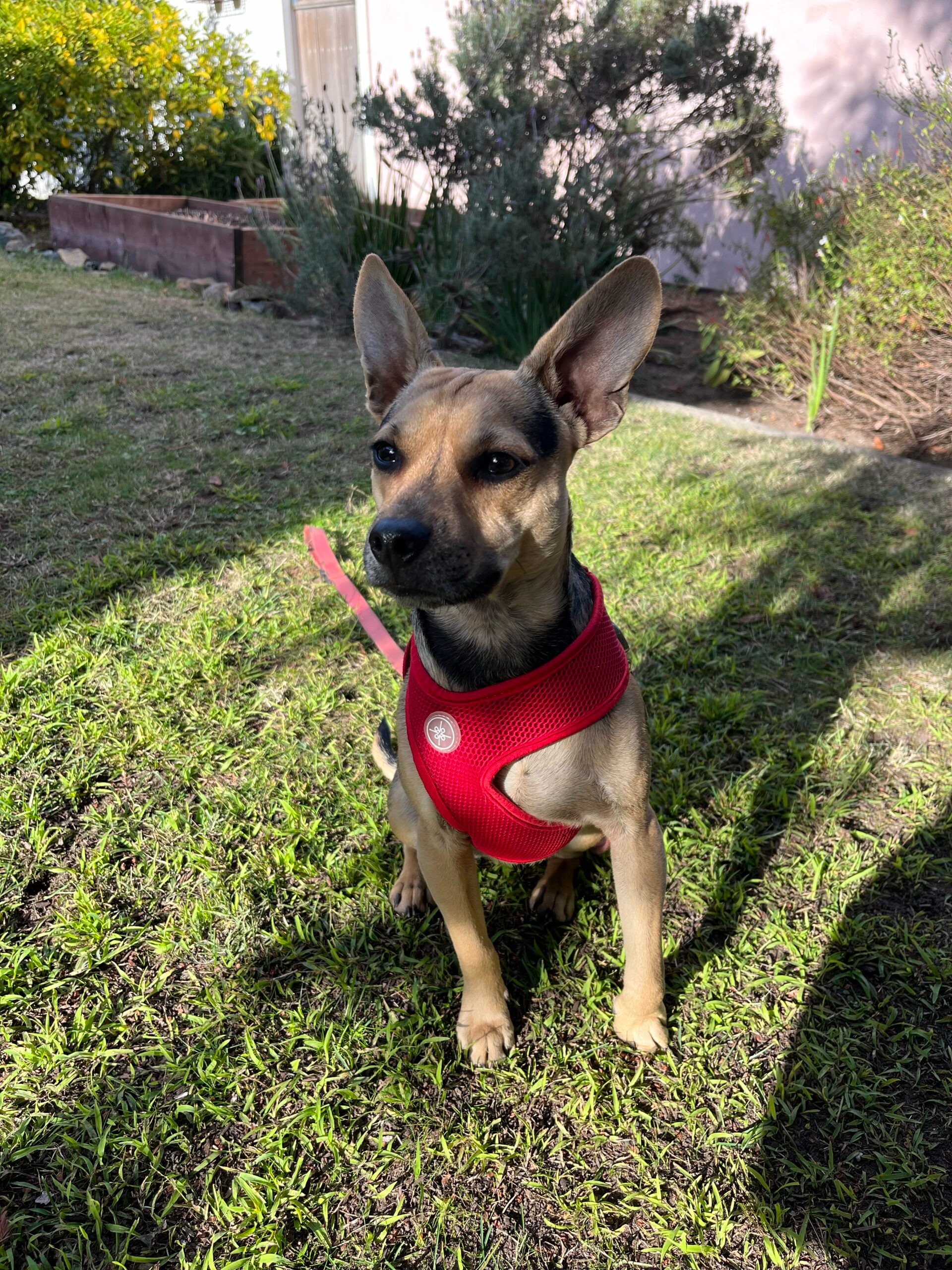  dog at the park