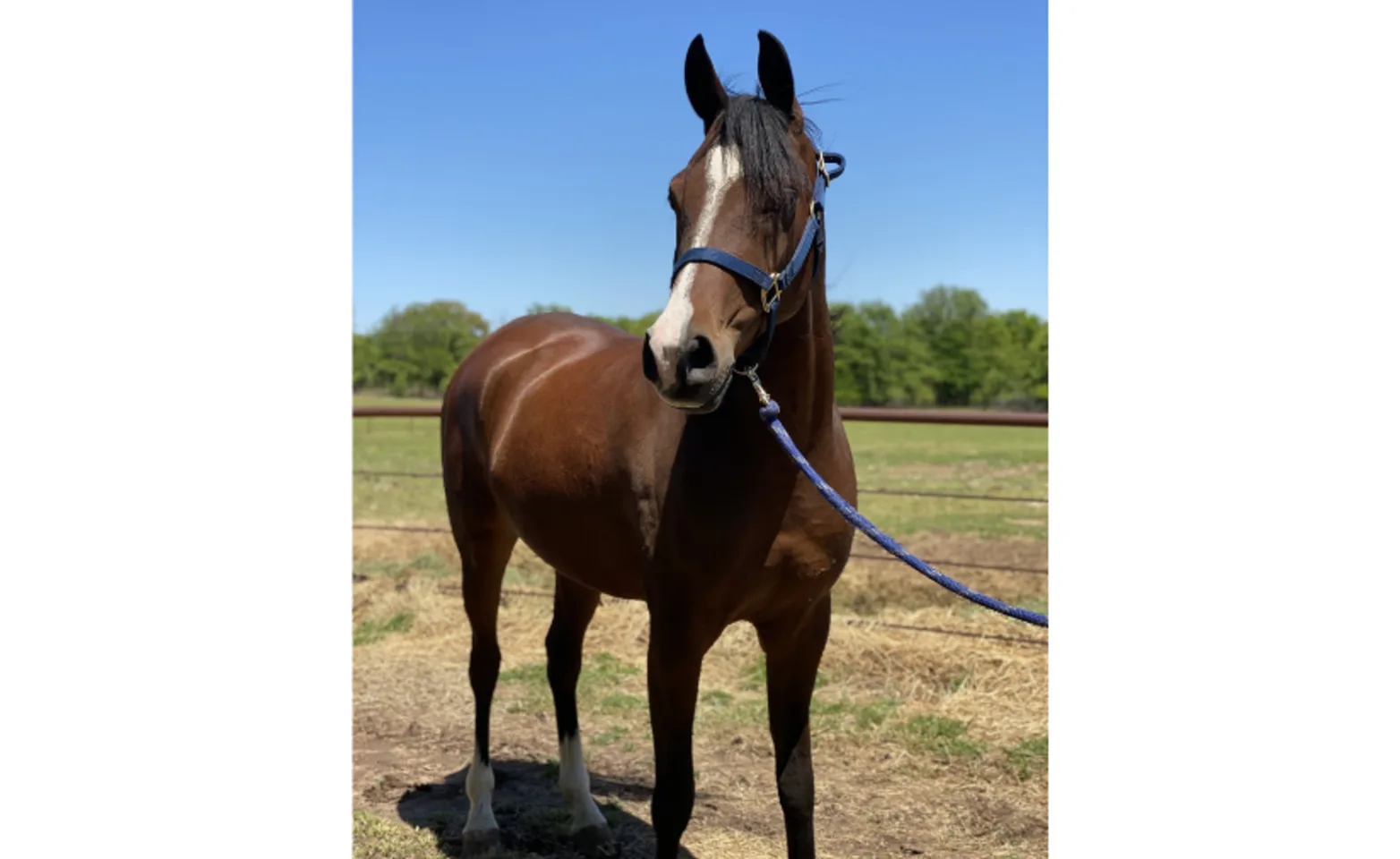 Brown horse standing in a field Brown horse standing in a field