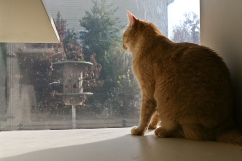 Lake Chatuge Animal Hospital Cat