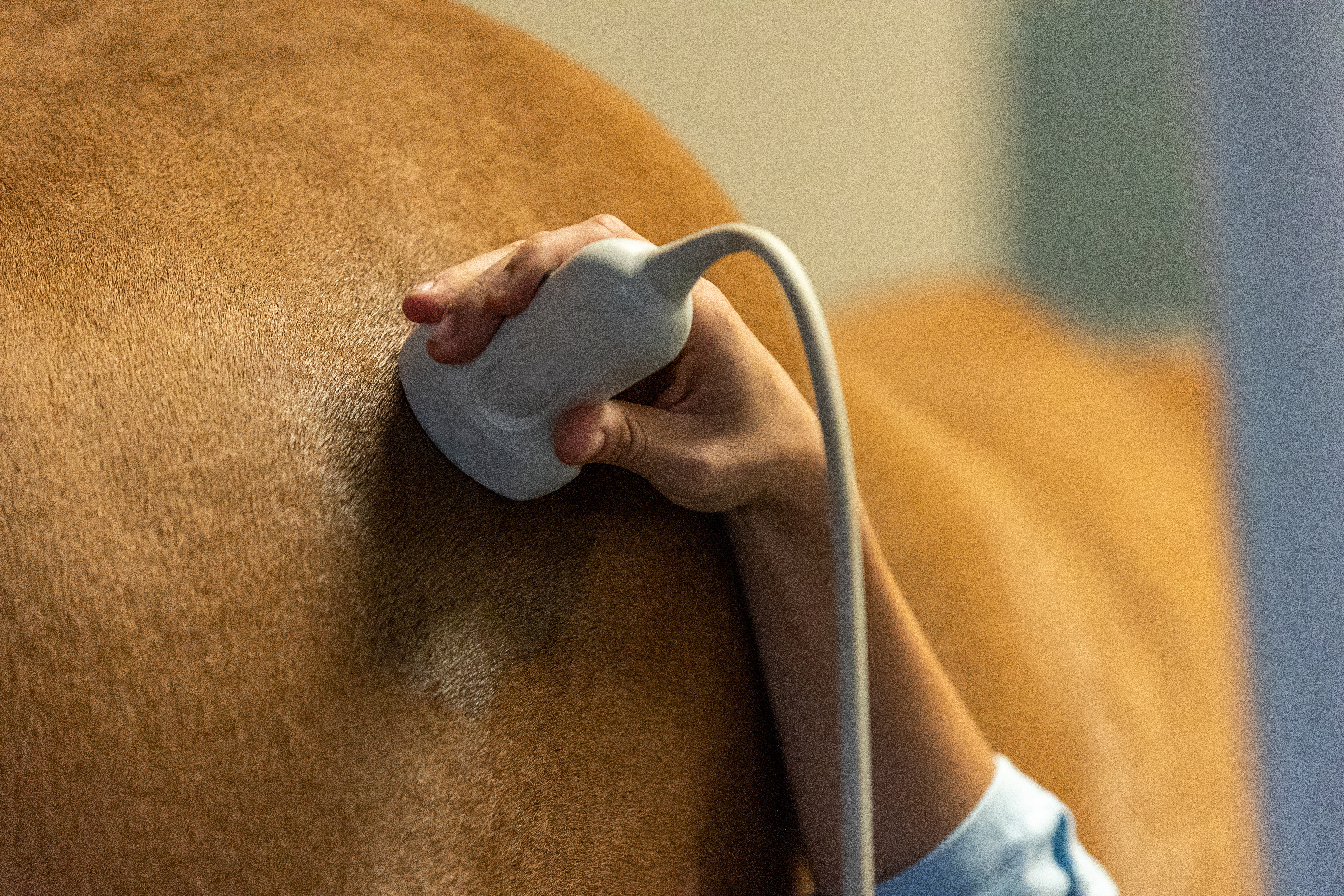 Digital Ultrasound 