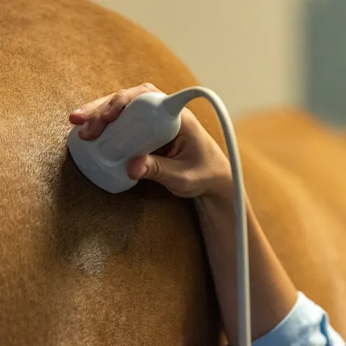 Digital Ultrasound Digital Ultrasound