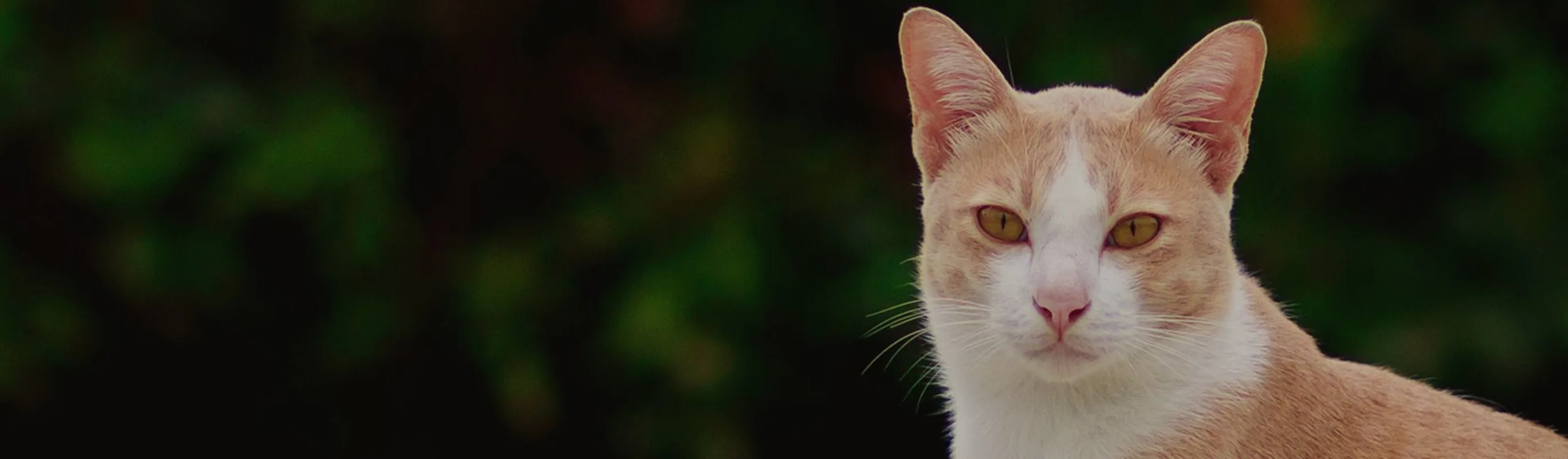 Close up of orange with white cat.