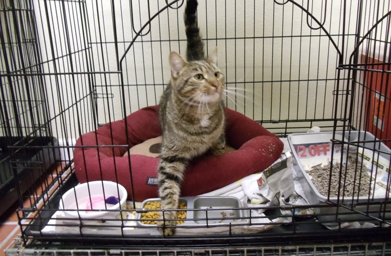 Coventry Animal Hospital Kennel