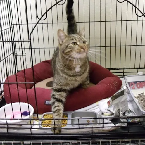 Coventry Animal Hospital Kennel Coventry Animal Hospital Kennel