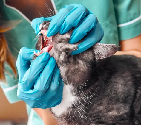 Cat receiving dental inspection