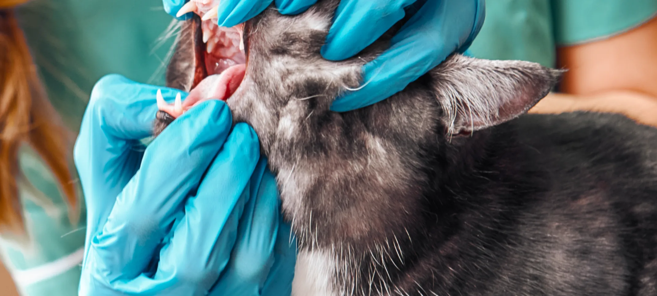 Cat receiving dental inspection